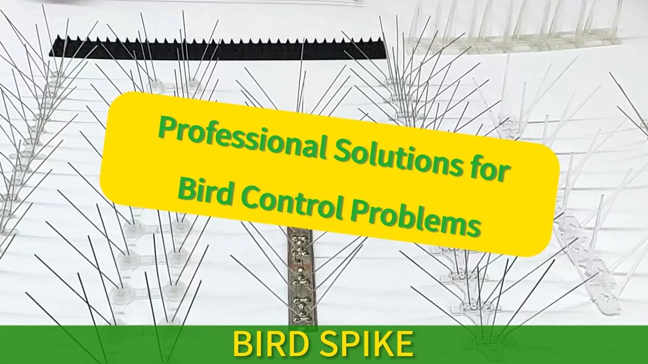El fabricante al por mayor todo tipo de picos de aves-elegir los picos correctos para mantener las aves lejos para siempre